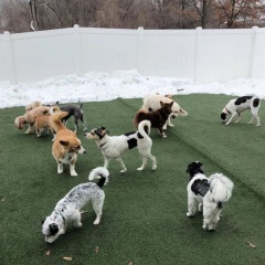 Harper's Doggie Daycare
