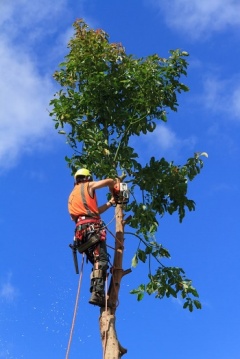 Rancho Cordova Tree Service