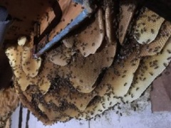 Denver Wasp and Bee Control