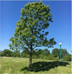 Tree Service Minneapolis