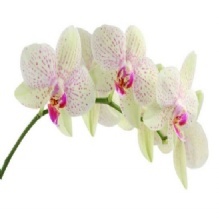 Banjong Orchids