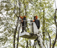 Citrus Heights Tree Service