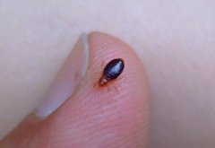 Bed Bug Exterminator Cincinnati