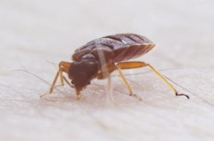 Hydrex Termite & Pest Control
