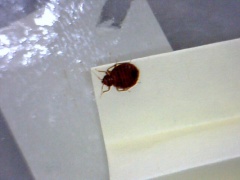 Bed Bug Exterminator San Francisco