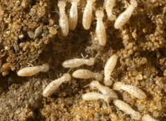Universal Pest & Termite