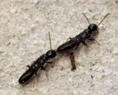 Bug-Man Pest Control Jacksonville