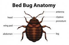 Bed Bug Exterminator Hamilton