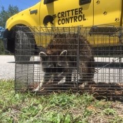 Critter Control of Southwest Florida