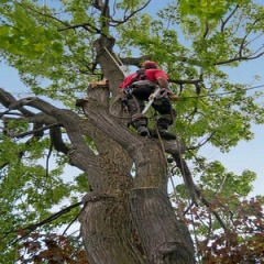 Nellysford Tree Removal Company